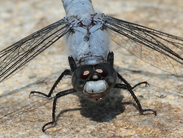 Quale orthetrum? Orthetrum brunneum